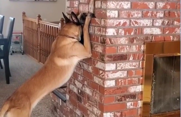 Video: el increíble perro que juega a las escondidas con una nena | Redes