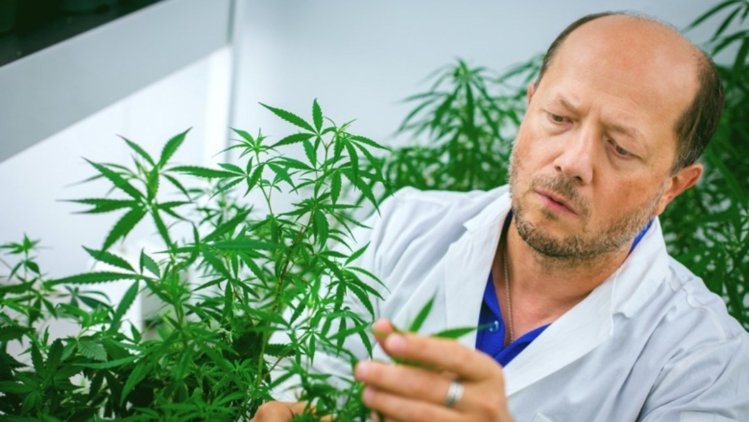 Investigan si el cannabis puede servir para tratar a los enfermos de coronavirus | Información General