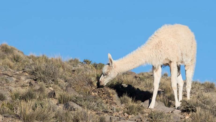 Rareza genética: un guanaco albino reapareció en una reserva mendocina | Nacionales