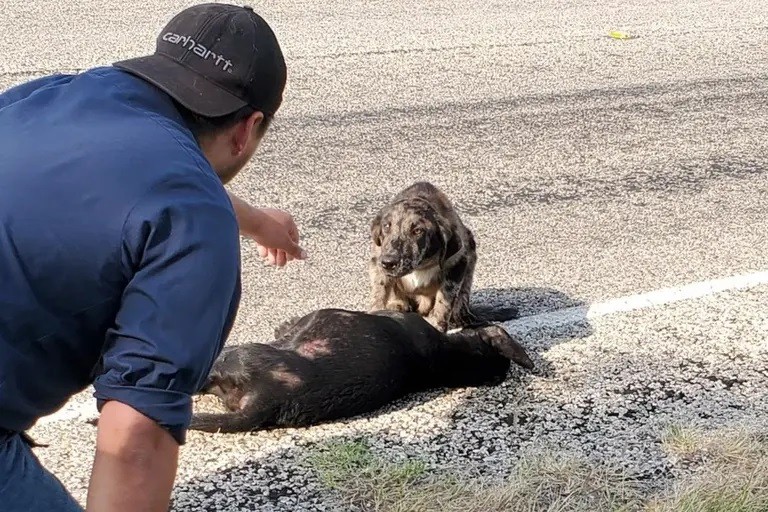 El perrito que hizo guardia junto al cuerpo de su hermana atropellada | Redes
