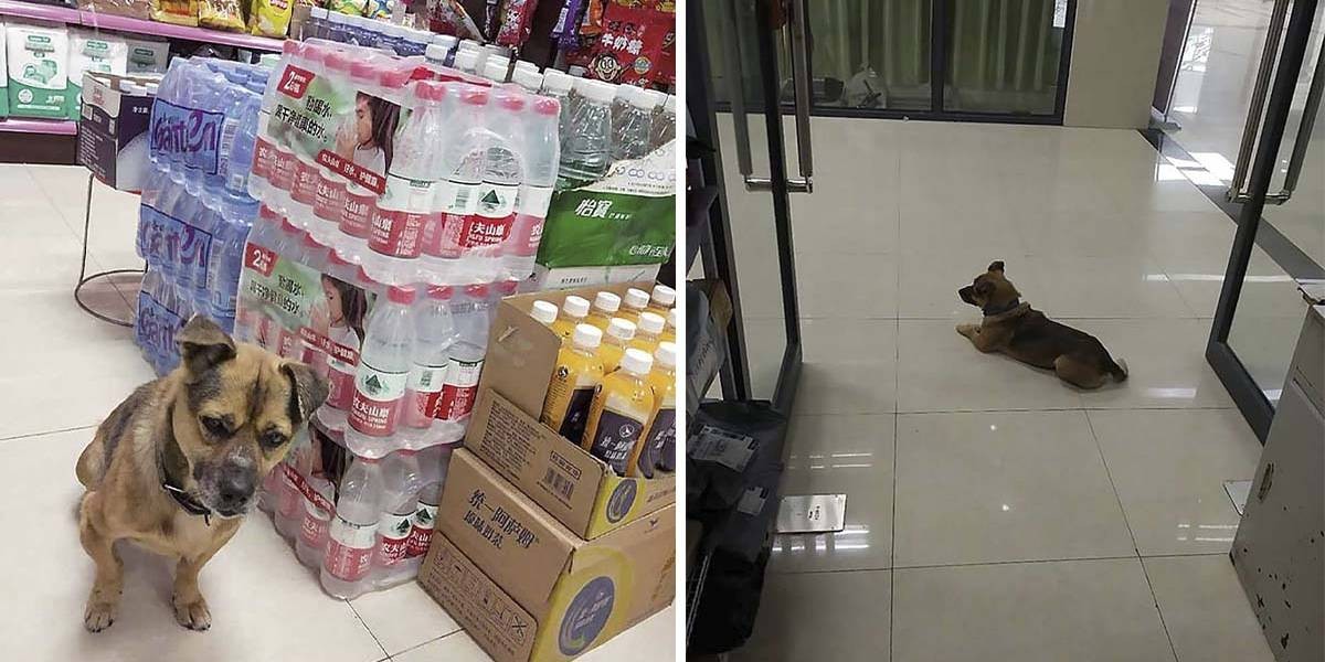 El perrito que hace tres meses espera a su dueño que murió de coronavirus | Redes