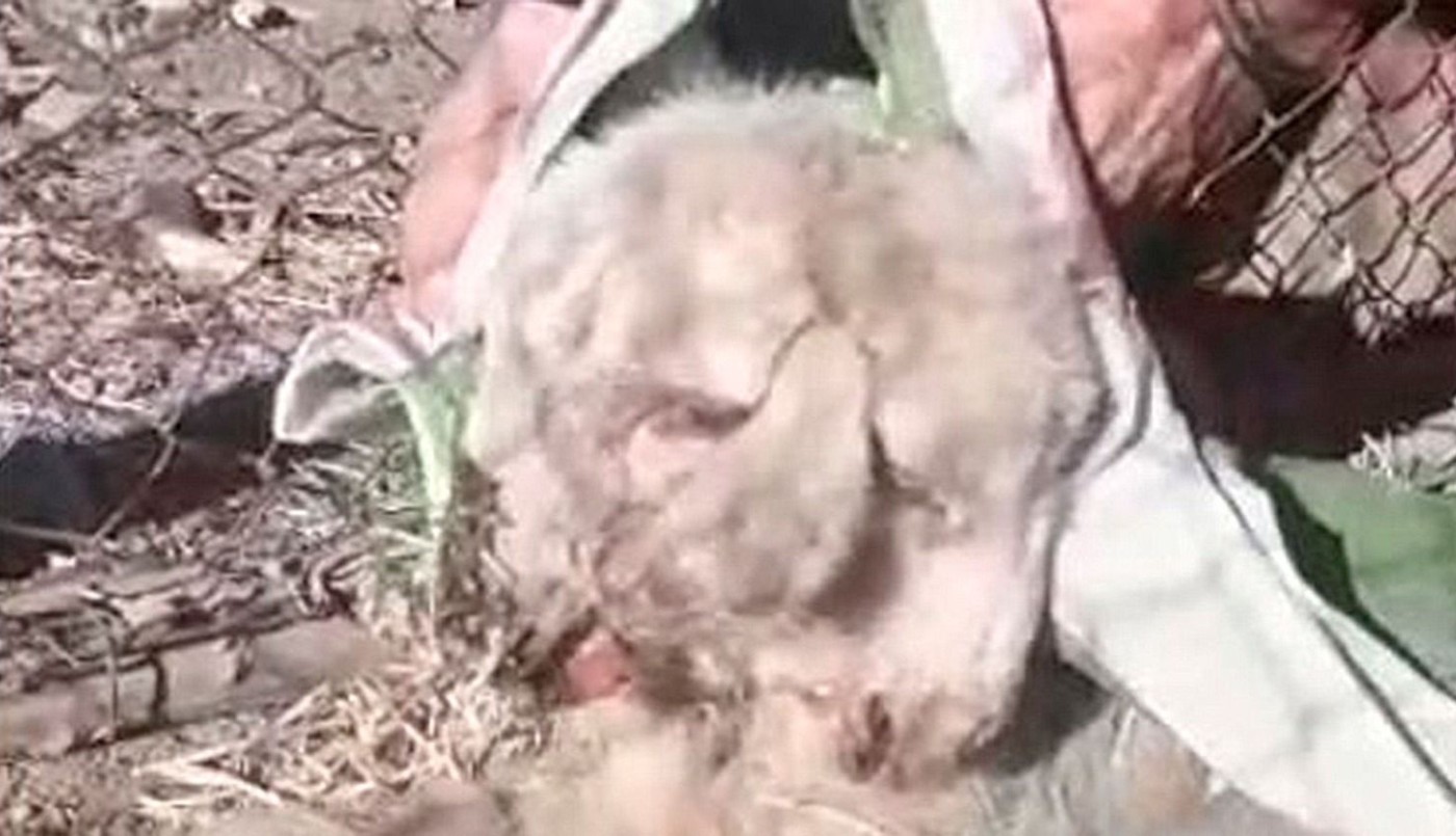 Video: nació un cordero con dos cabezas y tres orejas | Redes