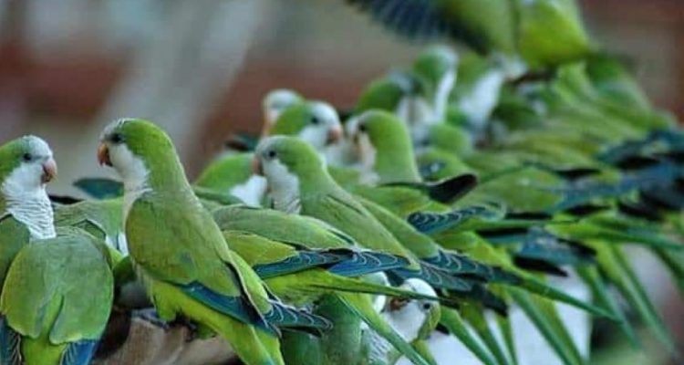 El plan millonario de Madrid para eliminar las cotorras argentinas | Redes