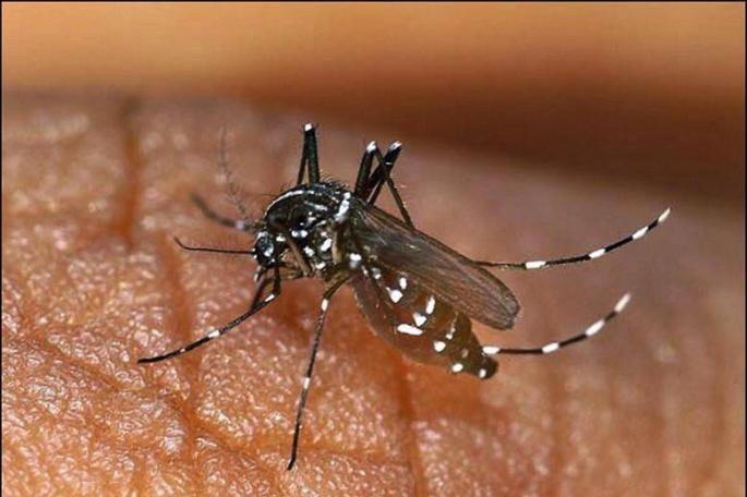 En el departamento La Capital se reportaron 259 casos de dengue | Noticias