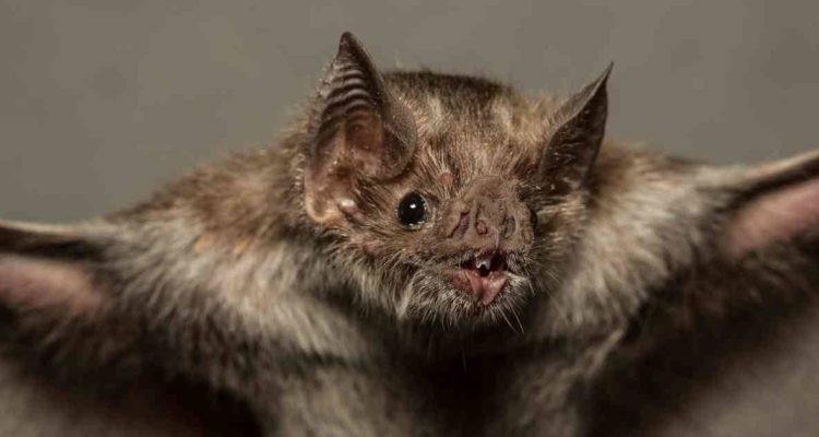 Hallaron cientos de nuevos coronavirus en murciélagos | Información General