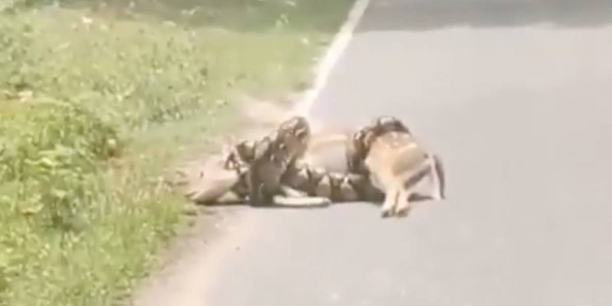 Video: un hombre salvó a un ciervo que estaba por ser devorado por una serpiente pitón | Redes