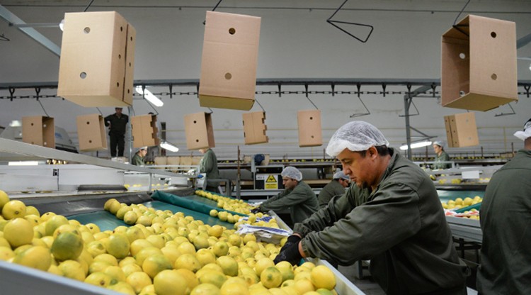 Manzur celebró el primer embarque del limón tucumano a China | Nacionales