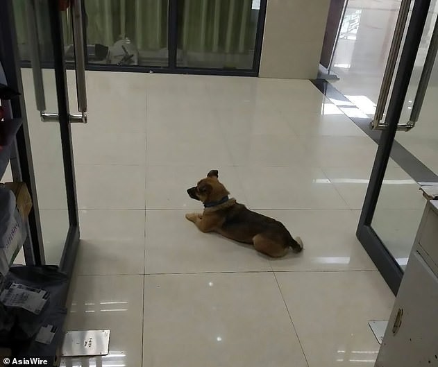 Video: el perrito que espera a su dueño en el puente en el que el hombre se quitó la vida | Redes