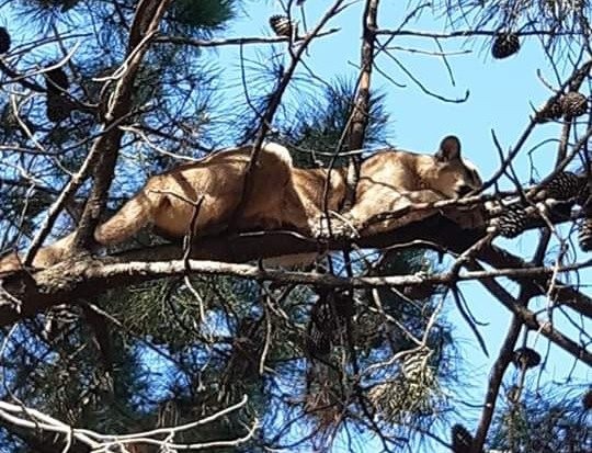 Monte Hermoso: apareció un puma "durmiendo la siesta" sobre un pino | Nacionales