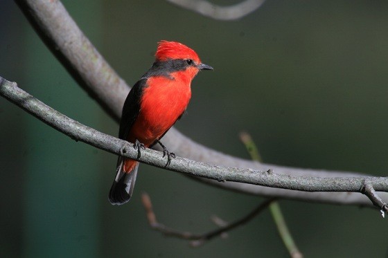 Nacieron seis pichones de un ave en peligro de extinción en Galápagos | Redes