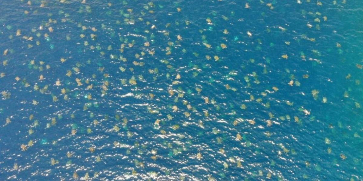 El lado b del coronavirus: unas 60 mil tortugas disfrutan del mar ante la ausencia humana | Redes