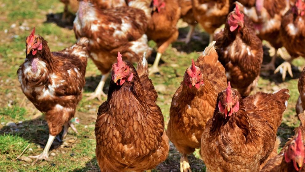 Terror en un pueblo por una invasión de pollos y gallinas salvajes | Redes