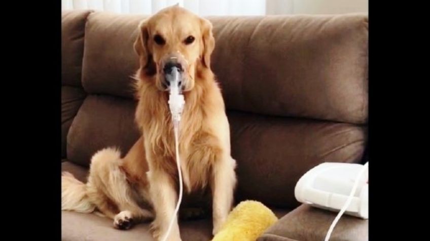 El perrito que tiene asma, dormía bajo la lluvia y ahora encontró una familia que lo cuida | Redes