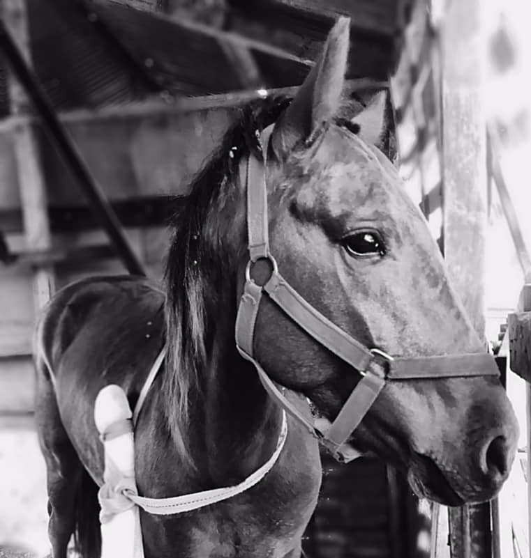 Murió Azar, el caballo que fue atropellado en Santo Tomé y agonizó casi un mes | Noticias