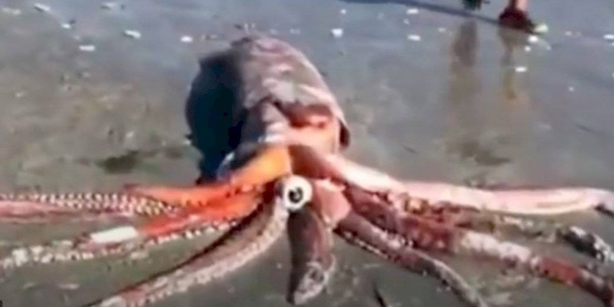 Paseaban por la playa y encontraron un calamar gigante de 200 kilos | Redes