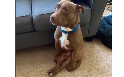 El perro que arrasa en las redes sociales por sentarse como un ser humano | Redes