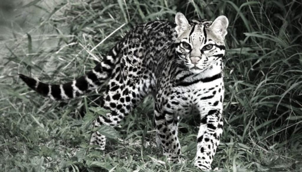 Indignación en Jujuy: denuncian la matanza de un ocelote | Información General