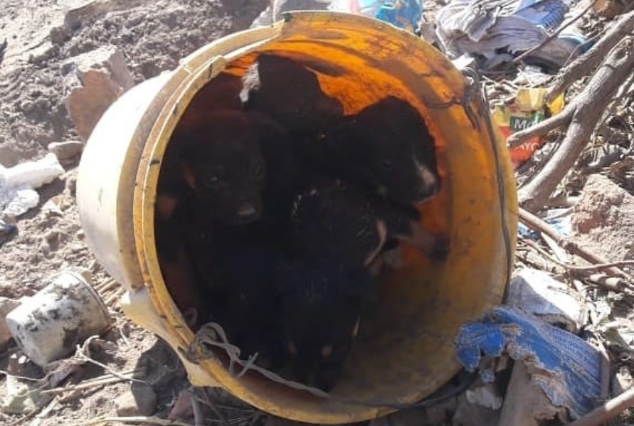 "Ganas de llorar": abandonaron a cachorritos en un balde para que mueran | Redes