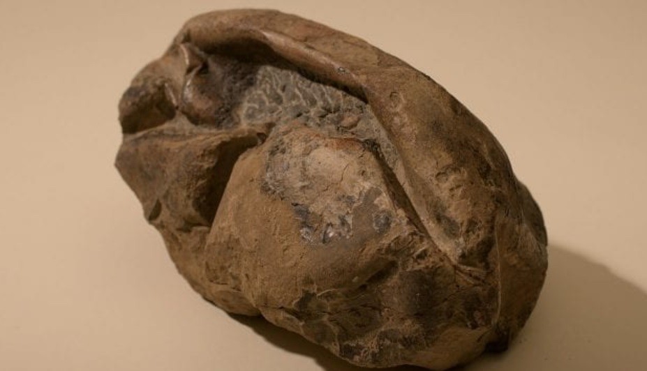 "La Cosa": revelan qué es el misterioso fósil hallado en la Antártida | Redes