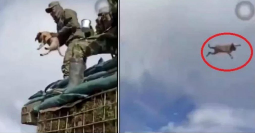 Video: militares colombianos mataron a un perrito "por diversión" | Redes