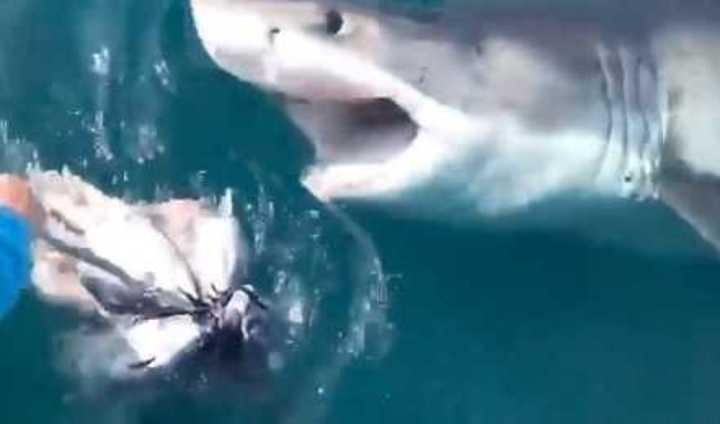 Video de terror: el enorme tiburón blanco que sorprendió a unos pescadores | Redes