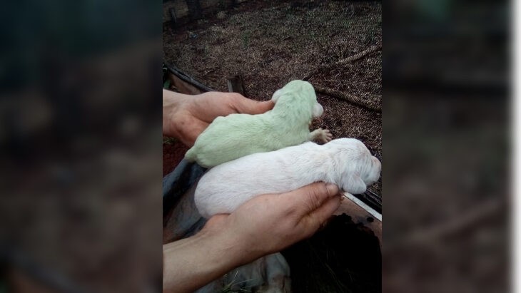Nació un perro de color verde en Misiones: las razones del extraño caso | Redes