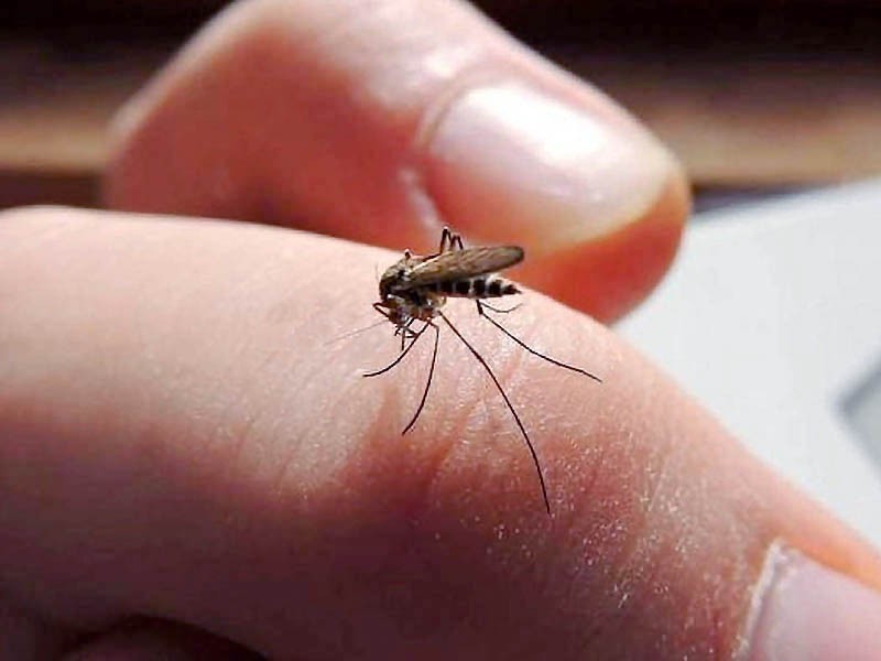 Siguen en aumento los casos de dengue en el territorio santafesino | Noticias