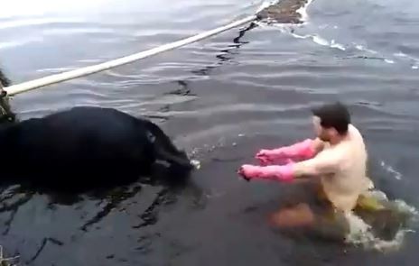 Video: Veterinario atendió a una vaca parturienta en el canal donde cayó | Redes