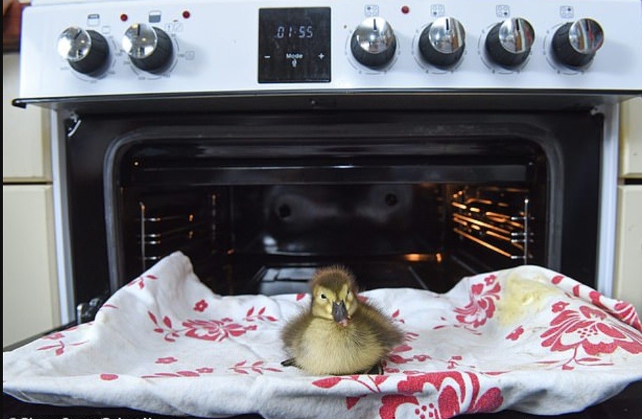 Halló un huevo en el suelo, lo puso en el horno y nació un pato | Redes