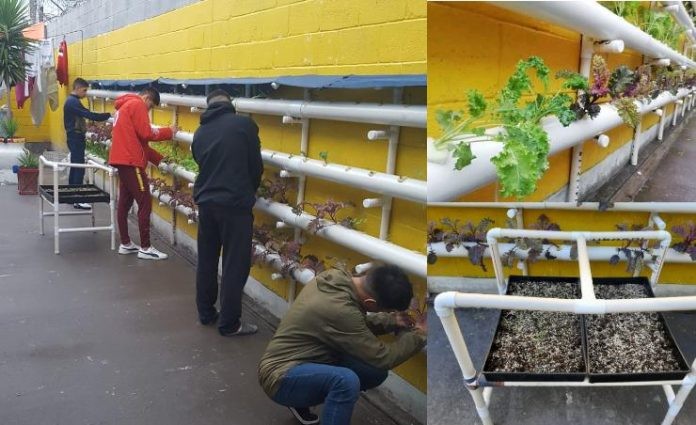 Hidroponia en una cárcel bonaerense: llevan adelante un sistema de huerta sin usar tierra | Nacionales