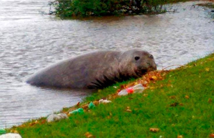 El lado b del coronavirus: apareció un lobo marino en Gualeguaychú | Información General