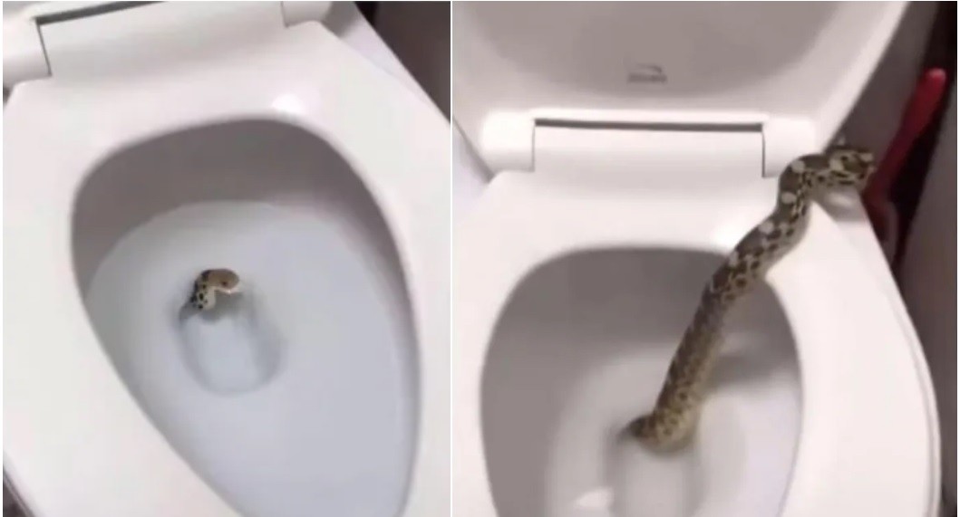Almagro: salió una serpiente del inodoro en su baño | Información General