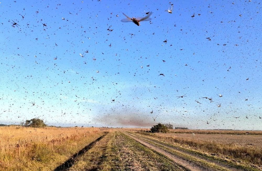 Brasil en alerta por “nube” de langostas que pasa por Argentina | Información General