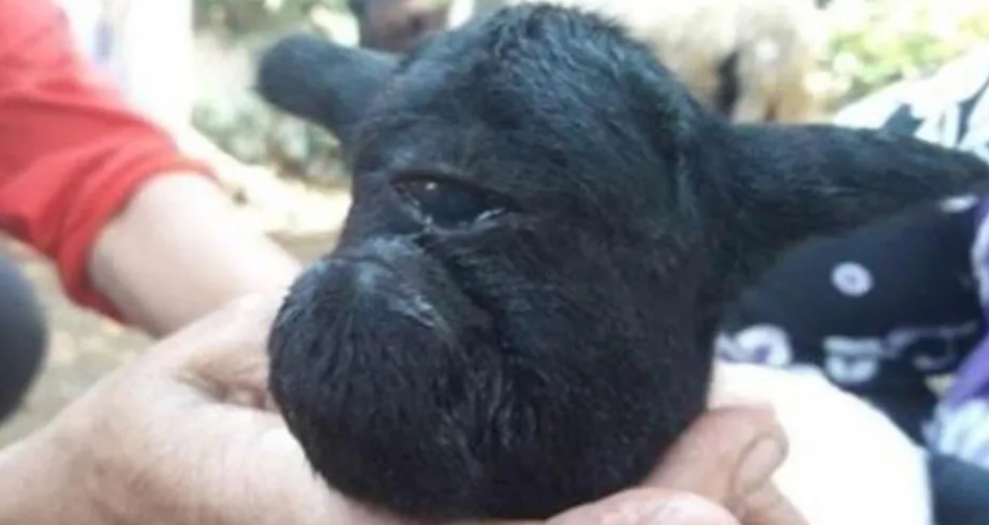 Conmoción por el nacimiento de una cabra negra con un solo ojo | Redes