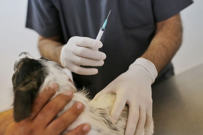 En 6 meses, el IMUSA realizó 8.000 intervenciones gratuitas a perros y gatos | Información General