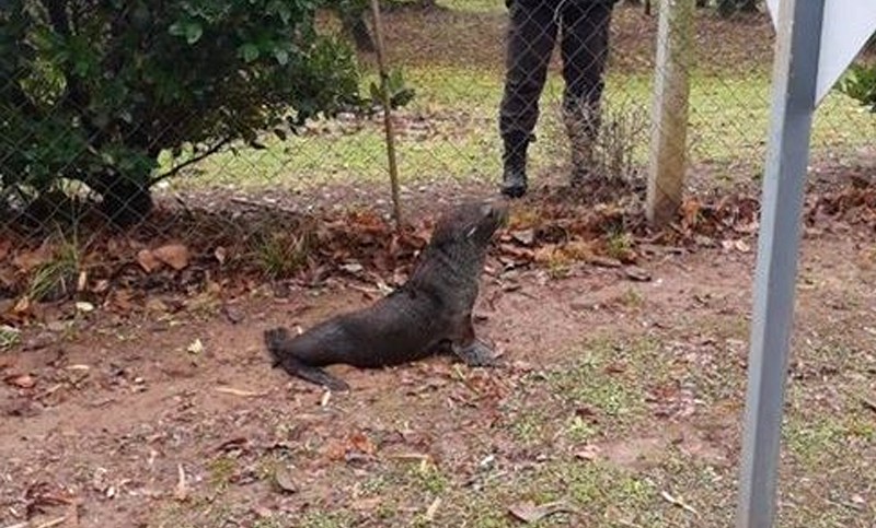 Rescatan a un lobo marino en un barrio privado de Escobar, a orillas del río Luján | Información General