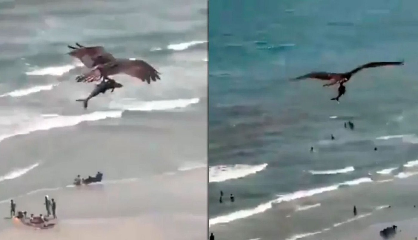 Video: el águila que pescó un tiburón y los paseó por toda la playa | Redes