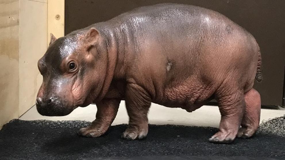 Video: la hipopótamo que aprendió a nadar y se cree delfín | Redes