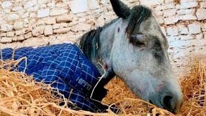 Video: la dramática agonía de una pony asesinada a golpes por un grupo de adolescentes | Información General