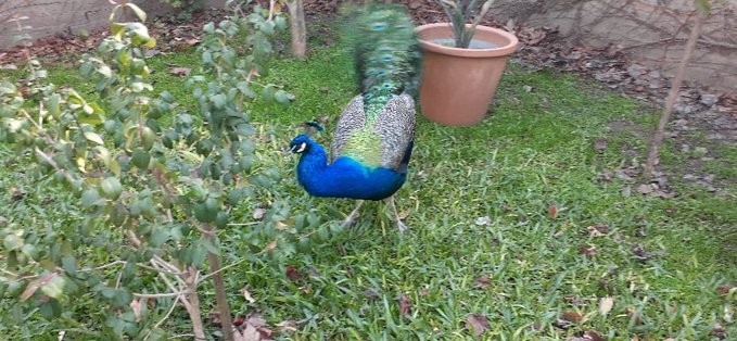 Alegría familiar: apareció Felipe, el pavo real que se había extraviado | Información General