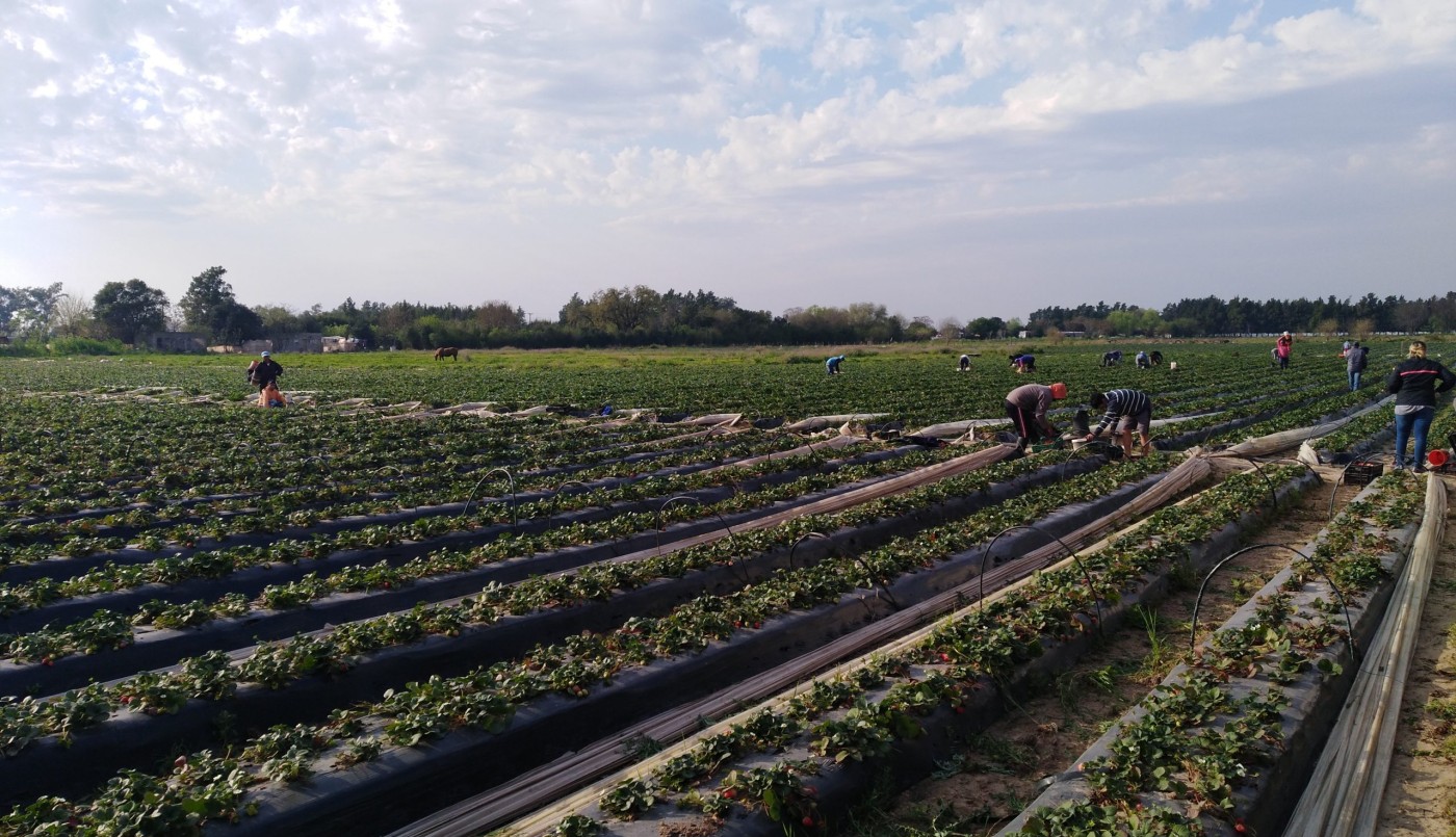 Coronda extrema las medidas luego del segundo caso y ante la cosecha de frutilla | Información General