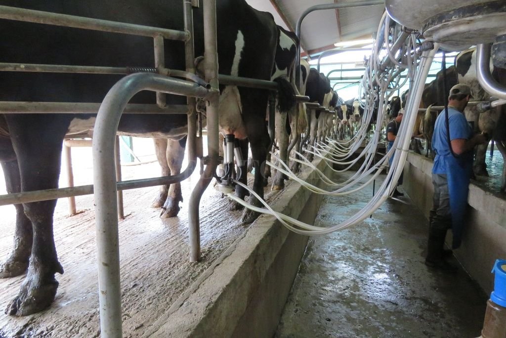 El gremio lechero hace paro de 24 horas pero procesará materia prima solo si es donada | Información General