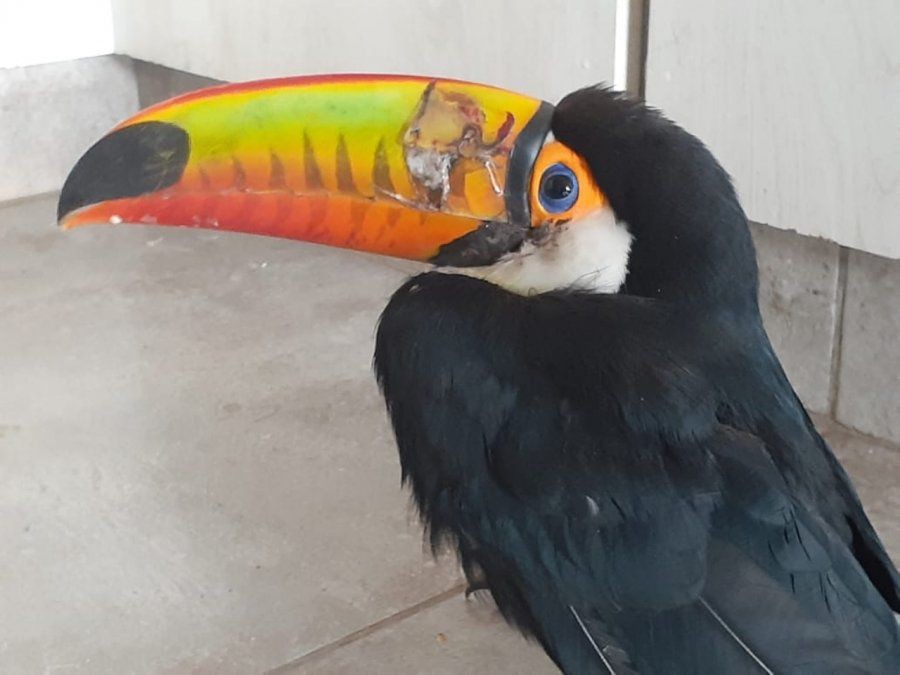 Alarma en Jujuy por ataques a tucanes: 11 aves asesinadas en 40 días | Nacionales