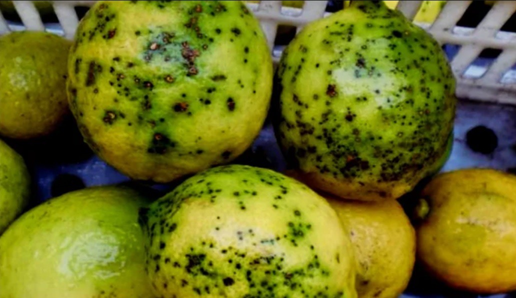 Suspenden exportación de limones a Europa por lotes con "Mancha Negra" | Nacionales