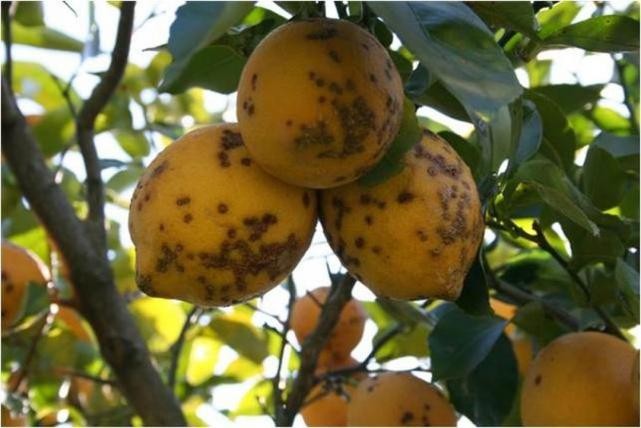 Por la "mancha negra", suspenden exportaciones de limones a Europa | Información General