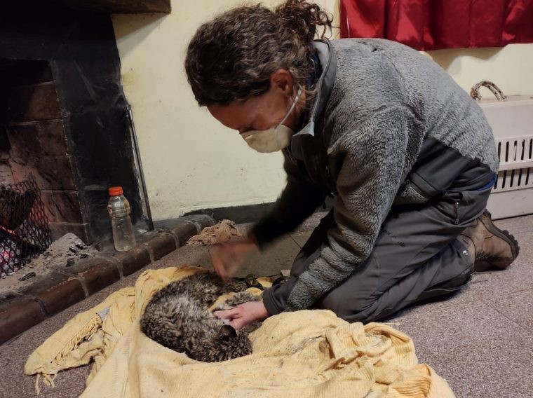 Rescatan a un gato montés que quedó atrapado entre dos cepos | Información General