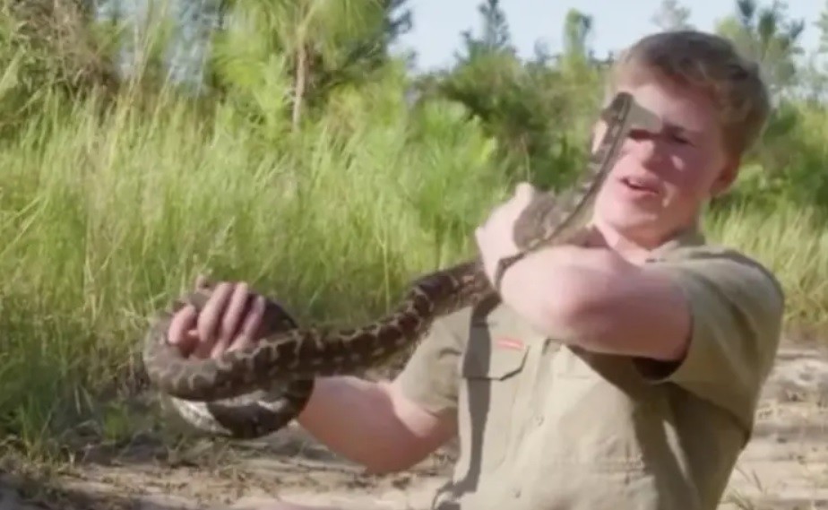 Video: al ataque de una pitón al hijo del "Cazador de cocodrilos" | Espectaculos