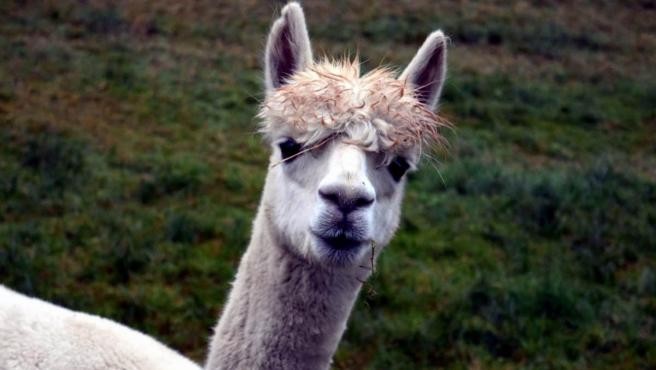 Los anticuerpos generados por las llamas neutralizaron al coronavirus en el laboratorio | Información General