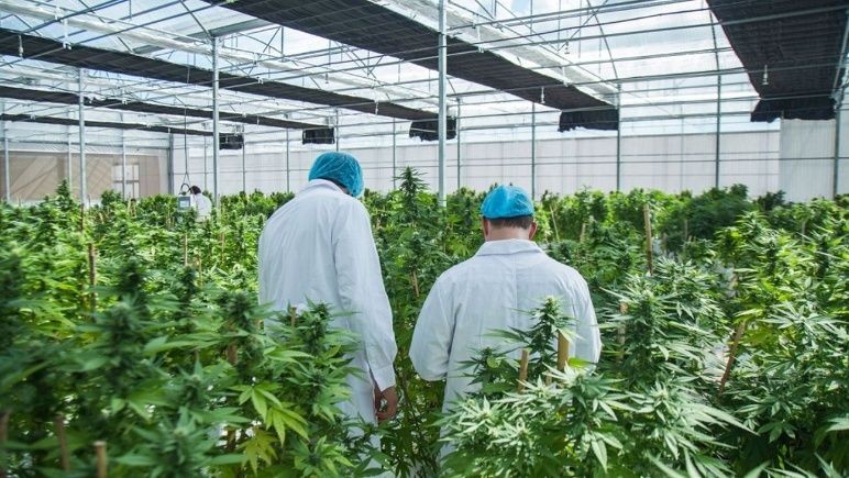 Permitirán el cultivo personal de cannabis y el expendio de aceites en farmacias | Información General