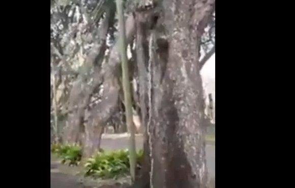 Misterio en Acassuso: el árbol del que brota agua como si fuera una fuente | Redes